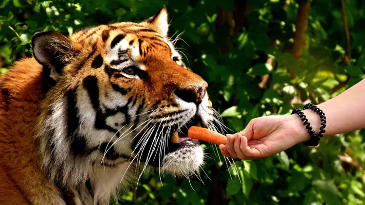 Szukają do pracy przy lwach, tygrysach i wilkach. ZOO ostrzega: "Będzie fizycznie i brudno”