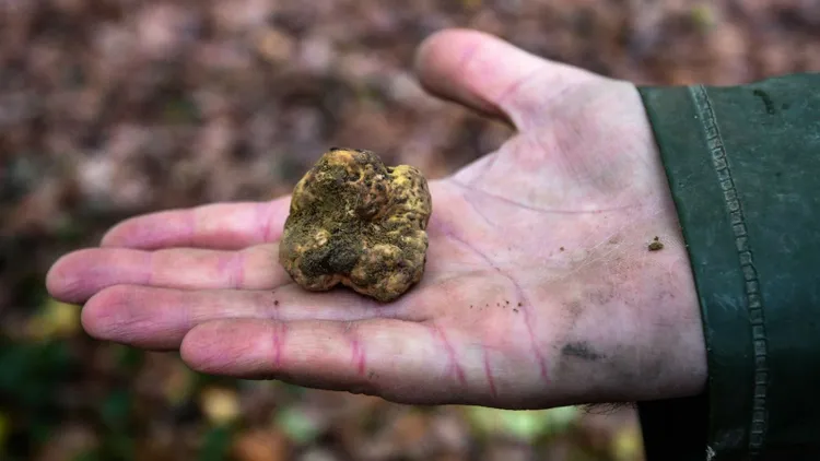 "Czarne diamenty" obrodziły w Polsce. Płacą nawet 2 tys. zł za kilogram tych grzybów