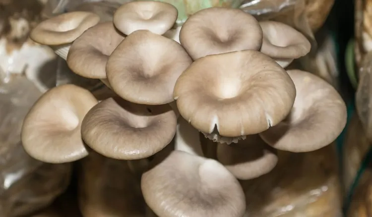 Wyśmienite grzyby, które wyhodujesz w domu. Grzybnię kupisz w sklepie ogrodniczym