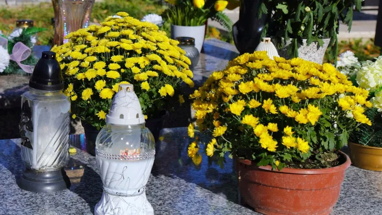 Domowy nawóz do chryzantem na Wszystkich Świętych. Kwiaty postoją dłużej