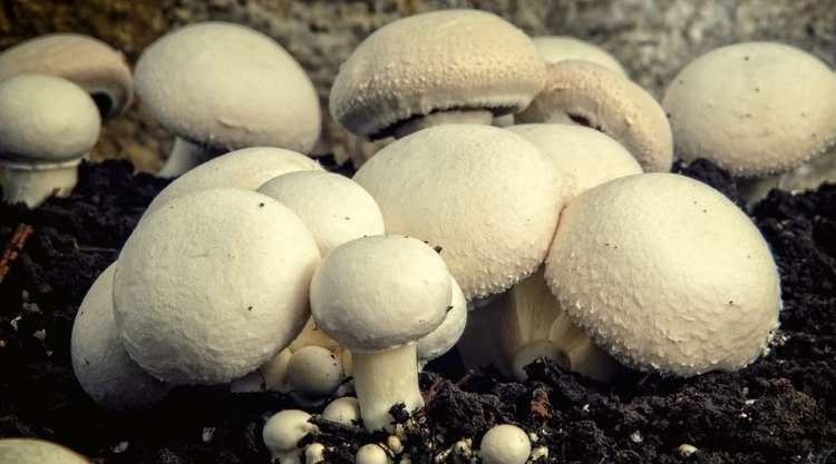 Jak uprawiać pieczarki we własnym ogródku? Przedstawiamy najlepsze patenty