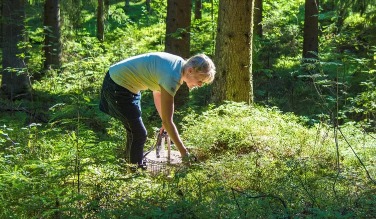 Grzyb jak parasol! Rekordowa kania zachwyciła internautów