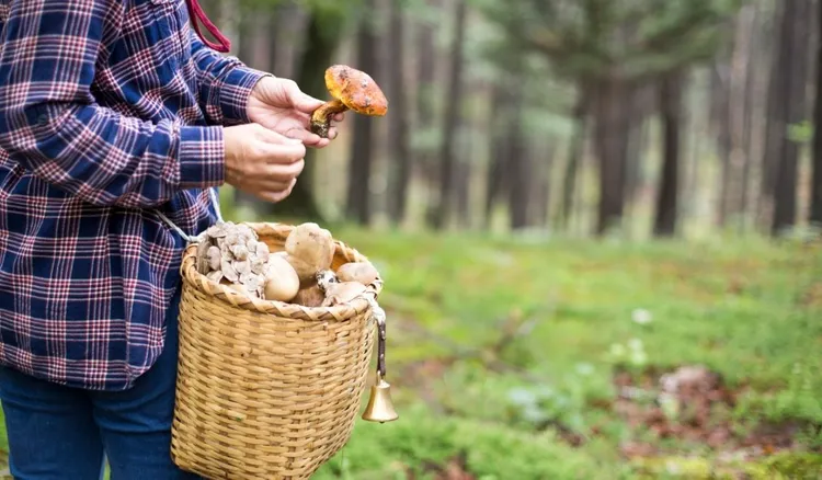 87-latka z okolic Rzeszowa wyszła na grzyby i zaginęła. Ekspresowa akcja służb 