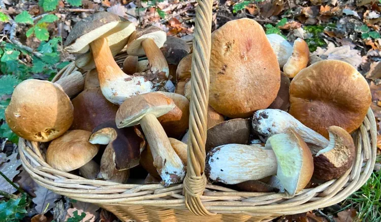 W tym roku lasy będą pełne grzybów. Eksperci wskazali termin