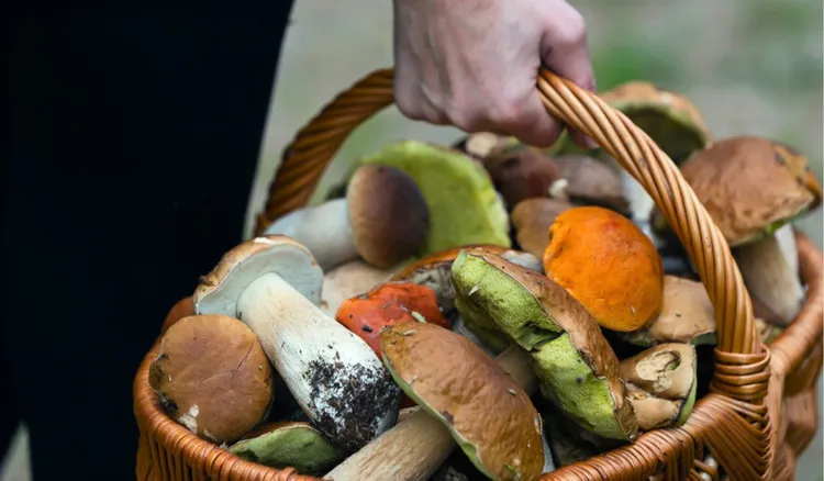 Nawet 31 tys. zł kary za zbieranie grzybów. Uważaj na limity