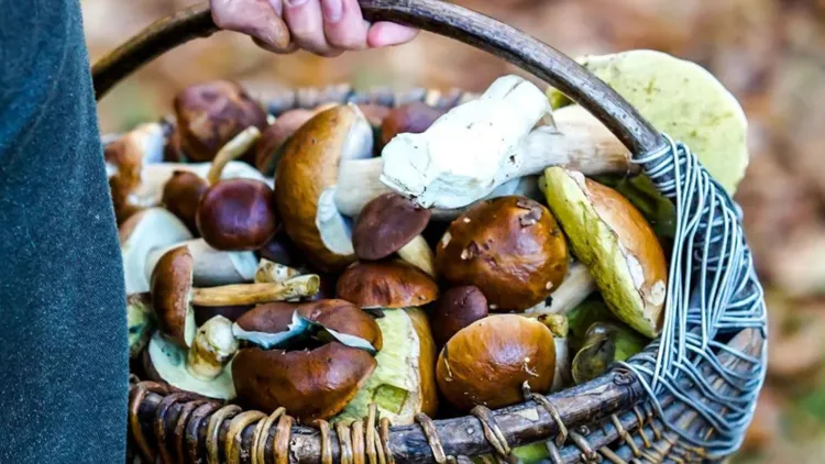 Grzybiarze często mylą go z borowikiem. Niewielki kawałek zepsuje całe danie