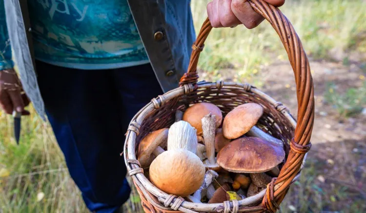 W tych częściach Polski aż roi się od grzybów. Ludzie wychodzą z lasu z pełnymi koszykami