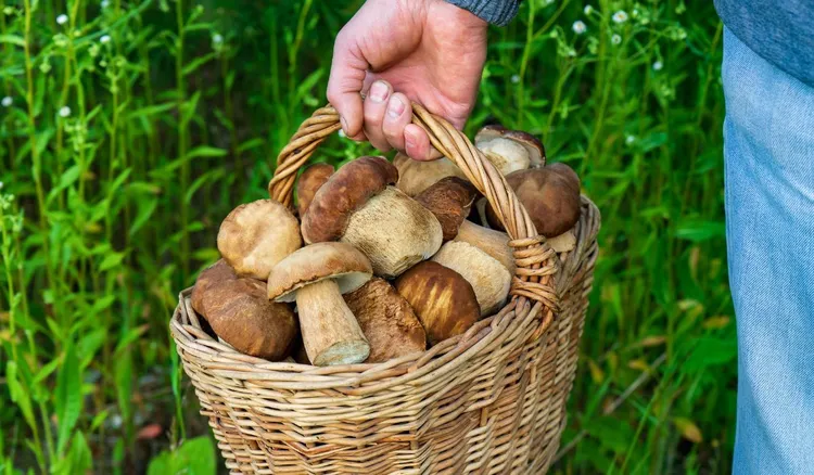 Gdzie na grzyby w sierpniu? Tutaj jest ich najwięcej