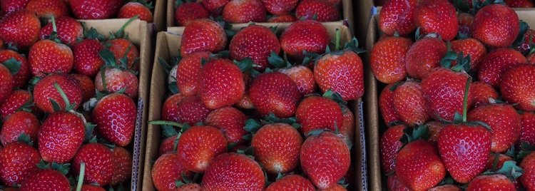 Kobieta zwolniona z pracy za zjedzenie truskawek