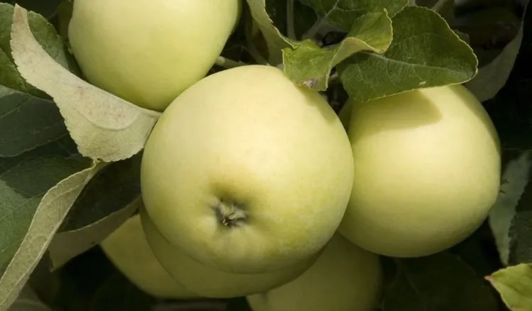 Prosty przepis na mus z papierówek. Ulubiony smak wakacji
