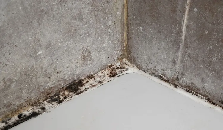 Nie tylko ocet, tak wyczyścisz kabinę prysznicową bez brzydkiego zapachu