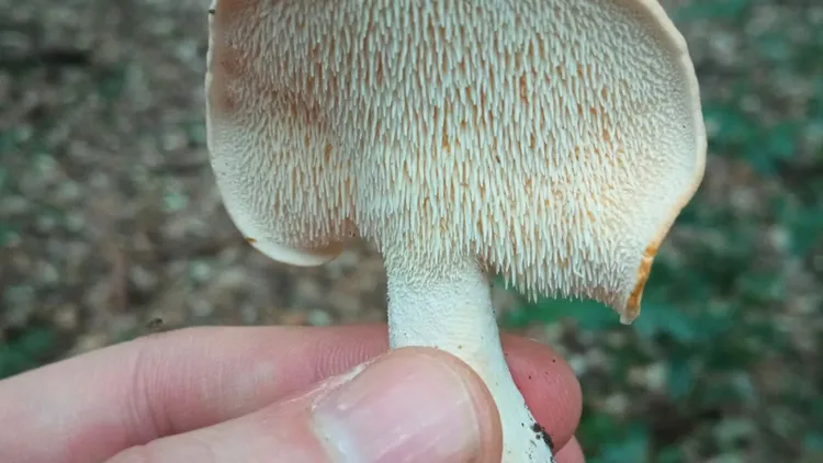 Grzybiarze go pomijają, a jest świetny do suszenia. Pod kapeluszem ma kolce