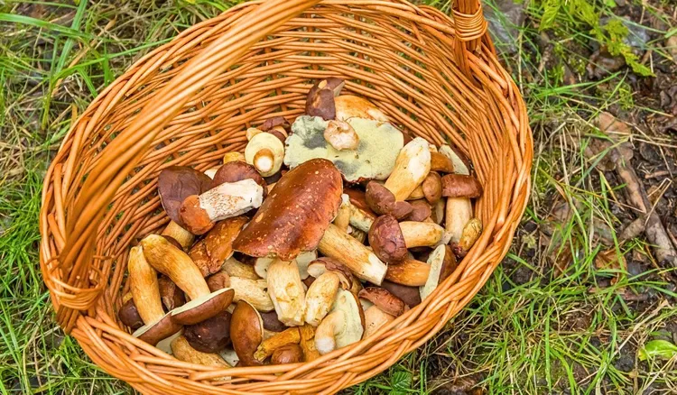 W majówkę pędź do lasu. Tu zaroiło się od grzybów: borowiki, maślaki, koźlarze 