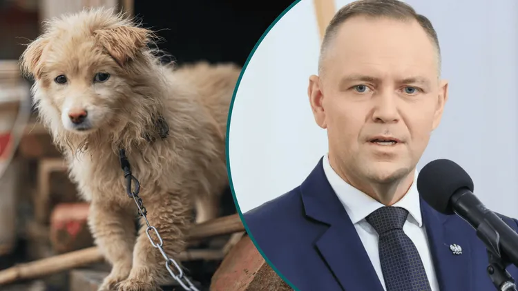 Karol Nawrocki podpisał ustawę łańcuchową. Na to rozwiązanie czekało miliony Polaków. Jest decyzja prezydenta ws. psów i kotów
