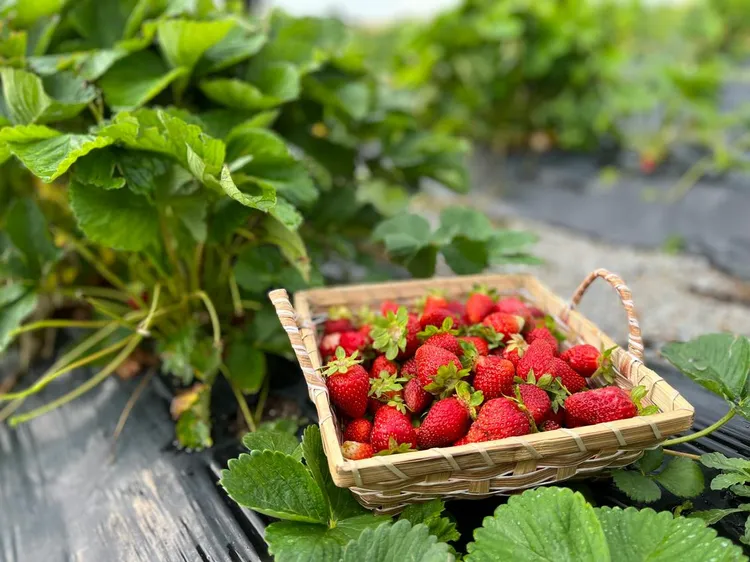 8500 zł miesięcznie za zbieranie owoców. Praca sezonowa za granicą kusi Polaków