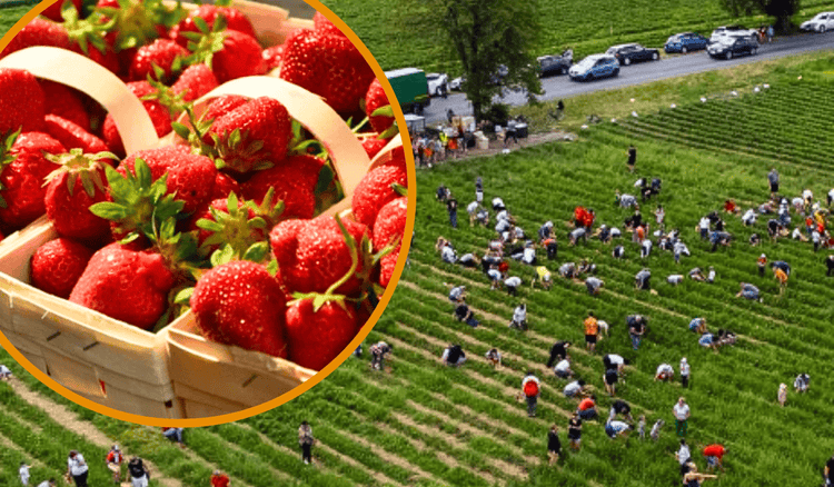 Tłum rzucił się na pole i wyzbierał truskawki. Rolnik skomentował to krótko