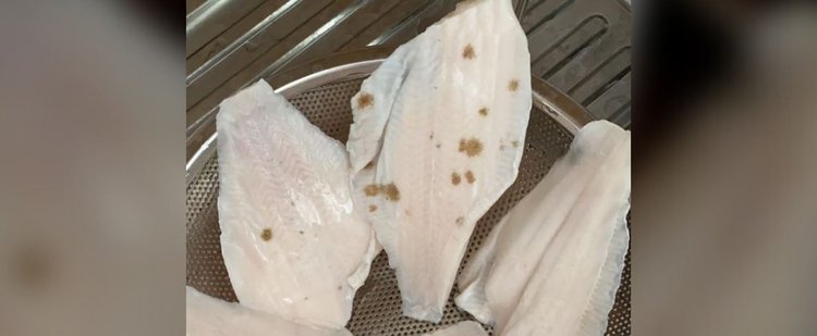 Skąd się biorą brązowe plamy na rybach?
