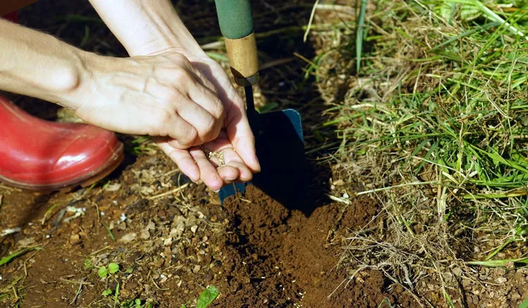 Jakie warzywa siać w sierpniu? Jesienią zbiory będą obfite