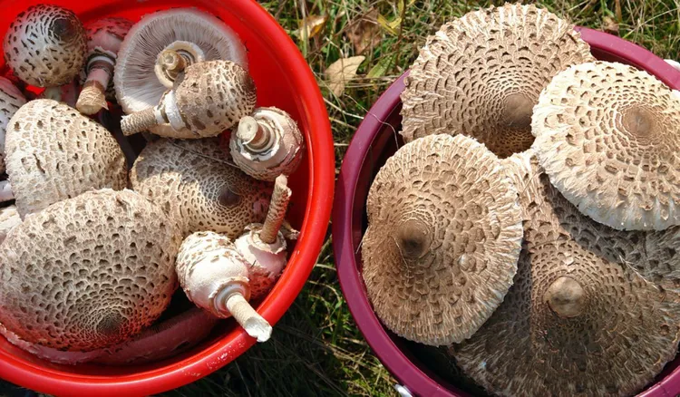 Nie tylko smażę w panierce. Jesienią gotuję z kani wyśmienitą zupę