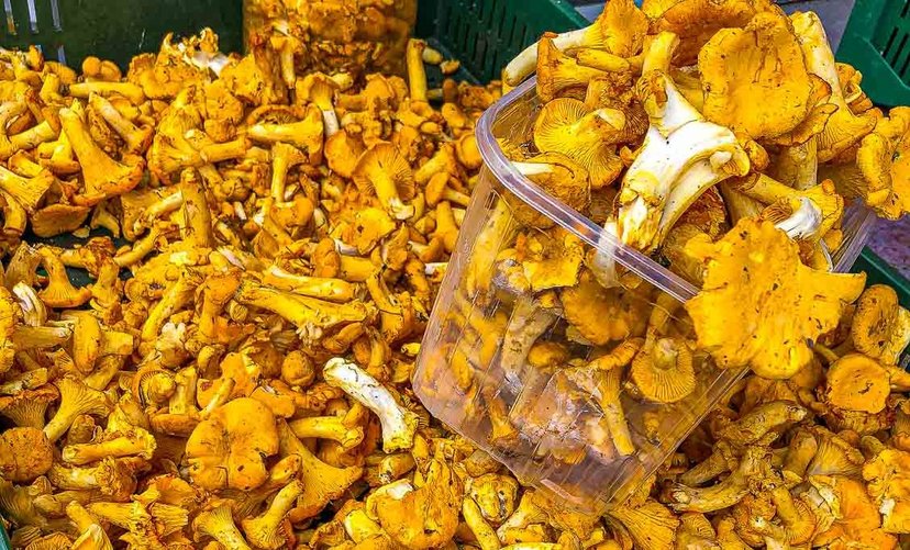 Na Wszystkich Świętych podaję rodzinie kruchą zapiekankę z kurkami i boczkiem. Prostego ciasta nauczyłem się od babci 