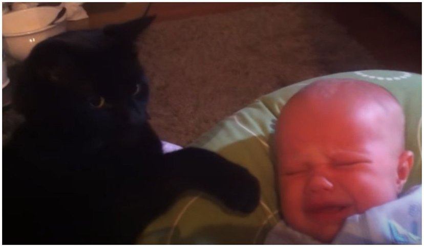 Rodzice Starali Się Uspokoić Płaczące Dziecko Lecz Bez Skutku Czarny Kot Pokazał Im Jak Się 5009