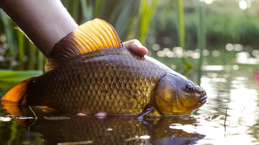 Tyle będzie kosztował karp w 2026 roku. Hodowcy podali ceny na święta
