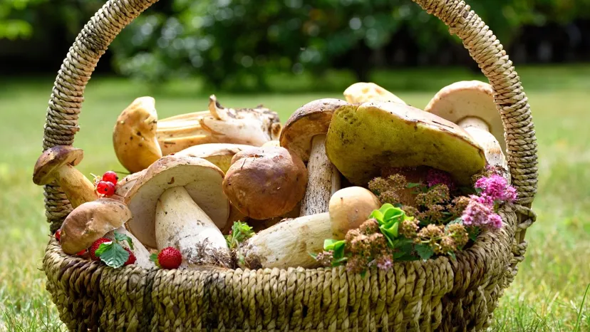 Niemcy szturmują polskie lasy, wywożą pełne koszyki. U nich to zakazane
