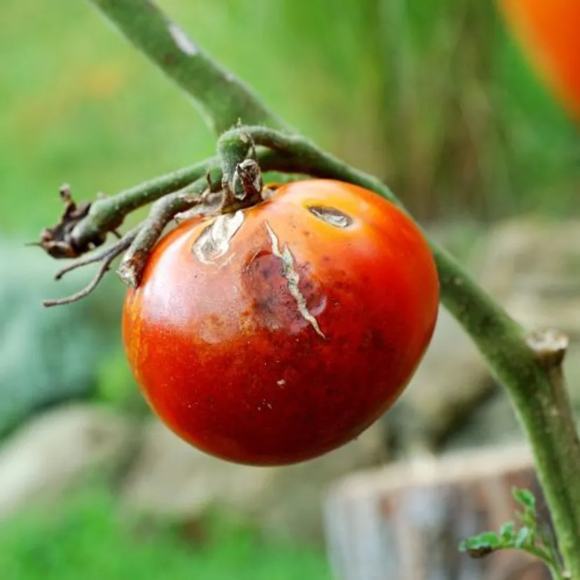 Biorę w rękę i pędzę na grządkę po pomidorach. Inaczej wiosną zaatakuje zaraza ziemniaczana