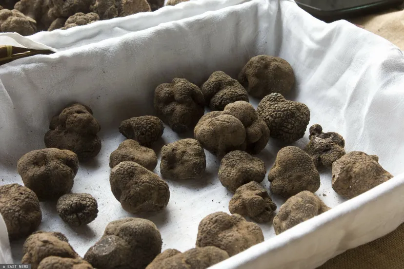 "Czarne diamenty" obrodziły w Polsce. Płacą nawet 2 tys. zł za kilogram tych grzybów