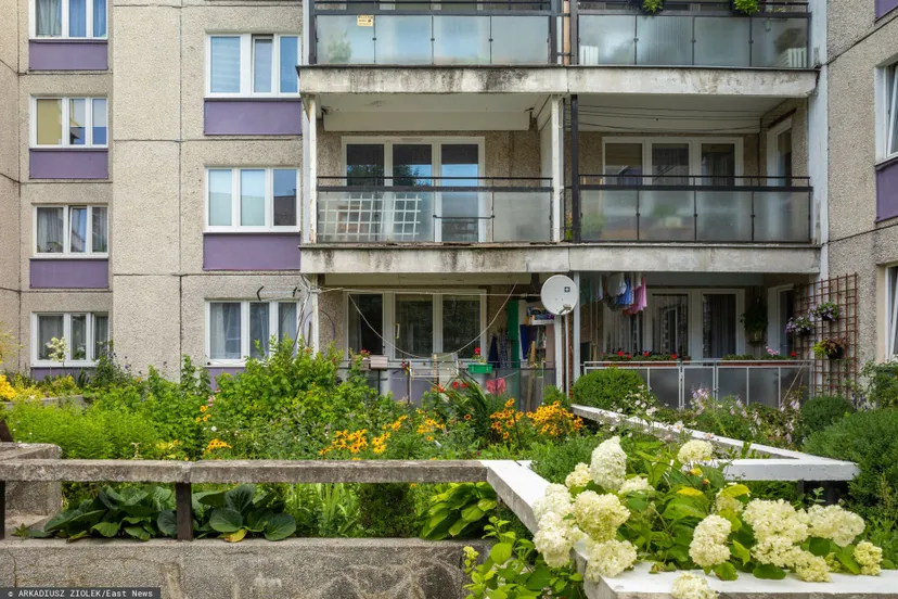 Nawet milion zł kary za ogródek pod blokiem. Uważaj, wielu sadzi te rośliny bez zastanowienia