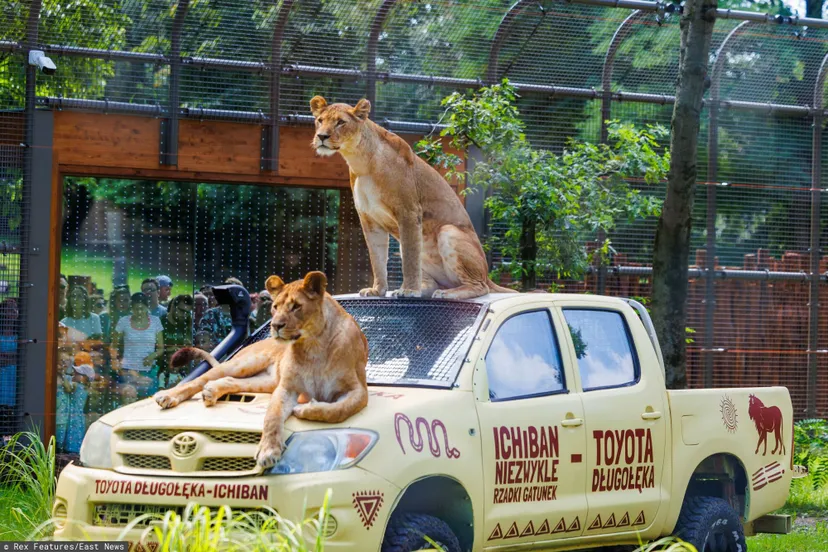Szukają do pracy przy lwach, tygrysach i wilkach. ZOO ostrzega: "Będzie fizycznie i brudno”