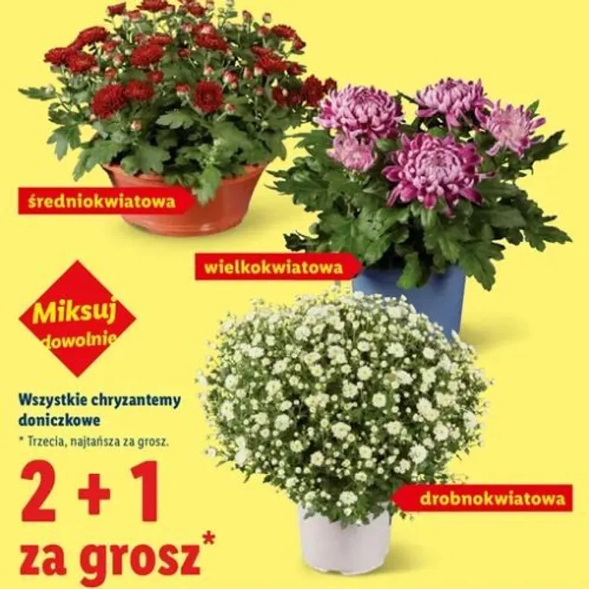 „8 w cenie 4“ kontra „4+4 gratis“. Lidl i Biedronka kuszą promocjami na znicze, trzeba uważać na szczegóły ofert