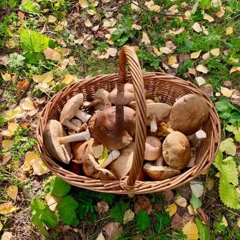 Wrzucam żeberka do gara i zasypuję grzybami. Lepsze niż z piekarnika, mięso odchodzi od kości