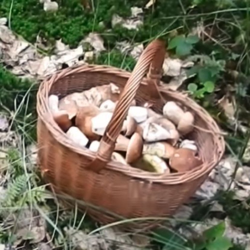 Zanim wybiła 12:00, wypełnił bagażnik po brzegi. Ogromny wysyp grzybów, tu jest ich najwięcej