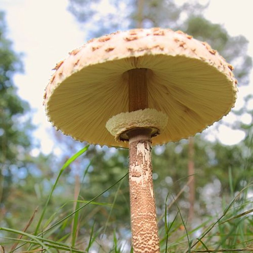 Jak odróżnić kanię od muchomora? Te szczegóły są wręcz kluczowe