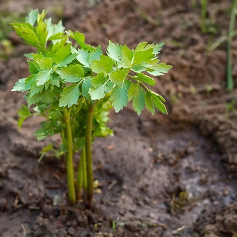 Jak i kiedy siać lubczyk? Uwielbiana przyprawa będzie rosła jak na drożdżach [27.04.2025]