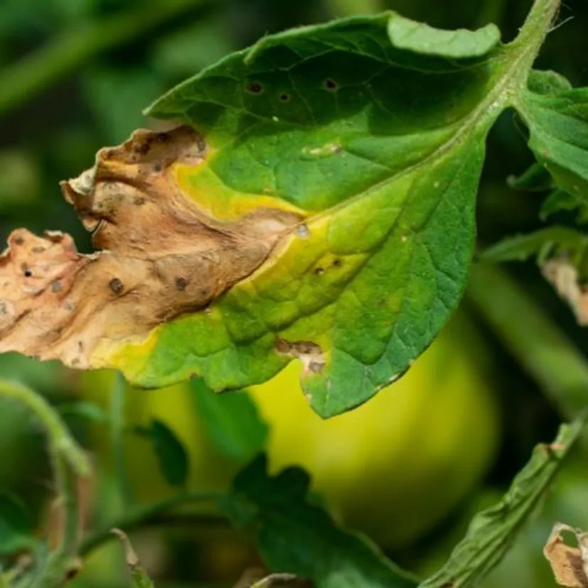 Biorę w rękę i pędzę na grządkę po pomidorach. Inaczej wiosną zaatakuje zaraza ziemniaczana