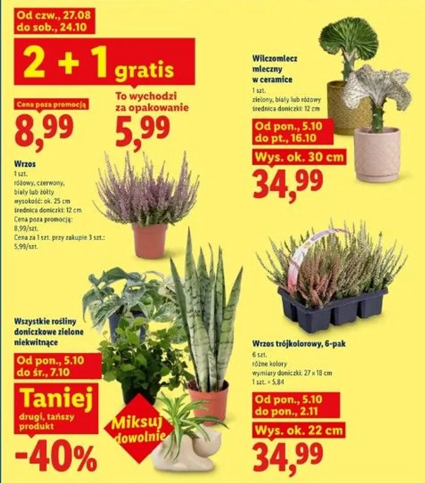 Lidl rusza z promocją na Wszystkich Świętych. Znicze już od 3.99 zł, akcje 2+1 i przecena na wrzosy