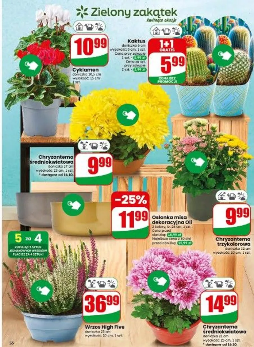 Dino rusza z promocjami na Wszystkich Świętych, akcja 6+6, znicze w zestawie już od 2,49 zł/szt., a kultowe kwiaty poniżej 10 zł