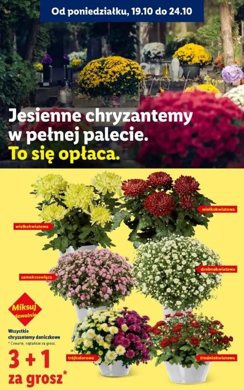 Nowe promocje w Lidlu na Wszystkich Świętych. Znicze już od 3,29 zł, promocje 3+1, a chryzantemy dosłownie za grosze