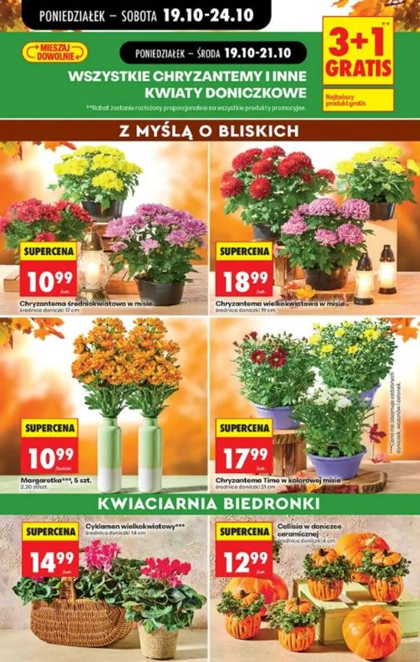 Nowe promocje w Biedronce na Wszystkich Świętych. Znicze już od 9,99 zł, promocje 4+4, a chryzantemy za symboliczne grosze