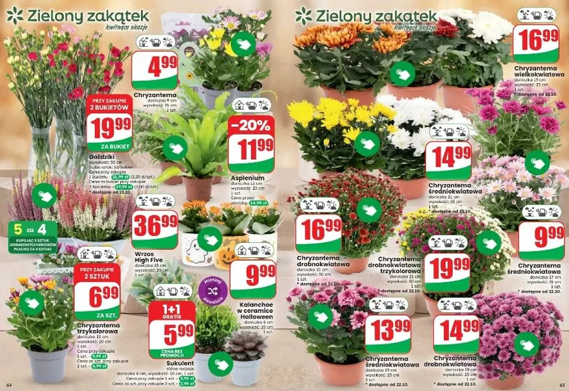 Dino z promocyjną ofertą na Wszystkich Świętych. Chryzantemy za 4,99 zł, a znicze "6+6 gratis"