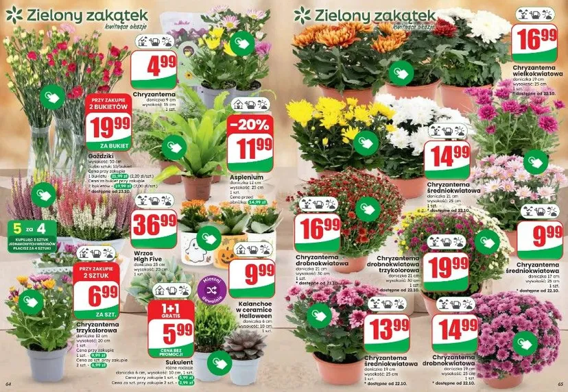 Oferta Dino na Wszystkich Świętych. Chryzantemy i znicze za ułamek ceny, czas tylko do wtorku