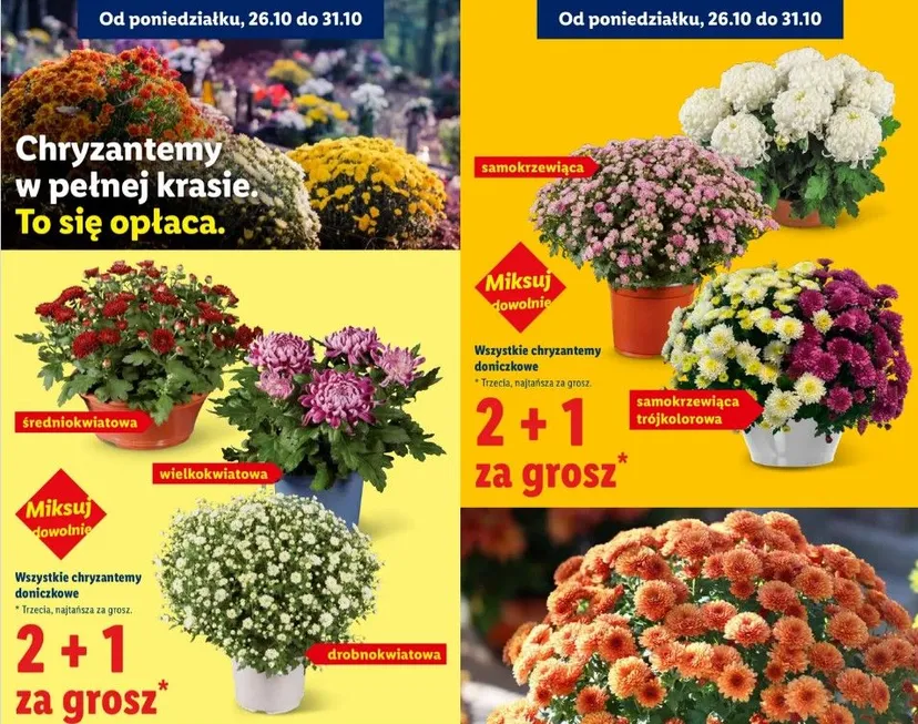 Nowe promocje w Lidlu na 30 października. Znicze w promocji 8+4, chryzantemy za grosze, a kawa aż 60% taniej