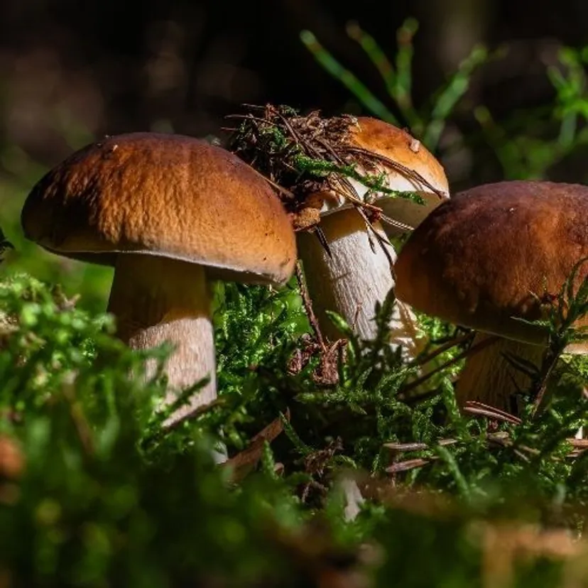 Nawet 5 tys. zł kary za zbieranie tych grzybów. W niektórych miejscach dodatkowe zakazy