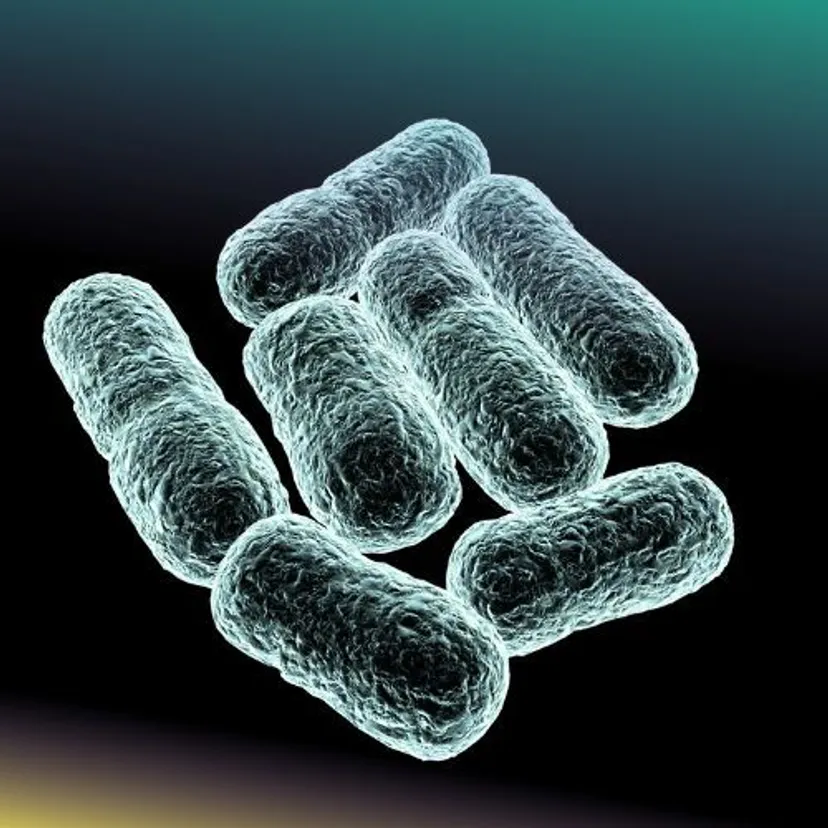 GIS wycofuje ze sprzedaży ser. Wykryto bakterie E. coli STEC