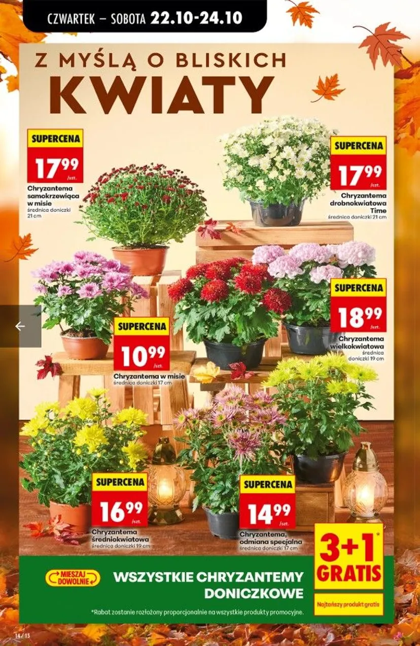 Promocje w Biedronce na Wszystkich Świętych. Chryzantemy za grosze i akcje 3+1. Czas tylko do wieczora