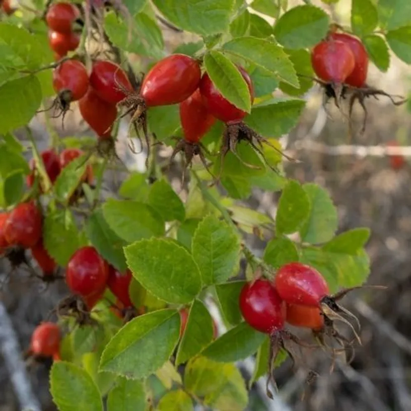 Szwedzki przepis na konfiturę z dzikiej róży. Najlepsza do pączków