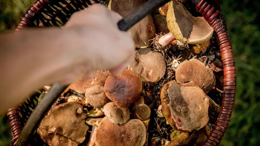 Sanepid ostrzega grzybiarzy. Nawet jadalne grzyby mogą spowodować zatrucie