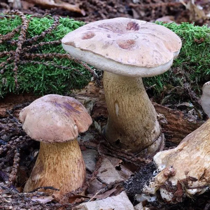Grzybiarze często mylą go z borowikiem. Niewielki kawałek zepsuje całe danie